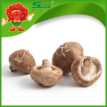 Hochwertiger Pilz frischer glatter Shiitake Pilz zum Verkauf